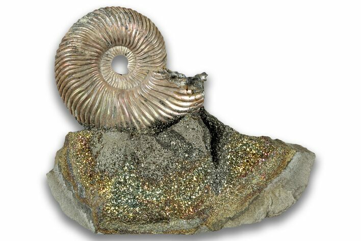 Iridescent, Pyritized Ammonite (Quenstedticeras) Fossil Display #324250